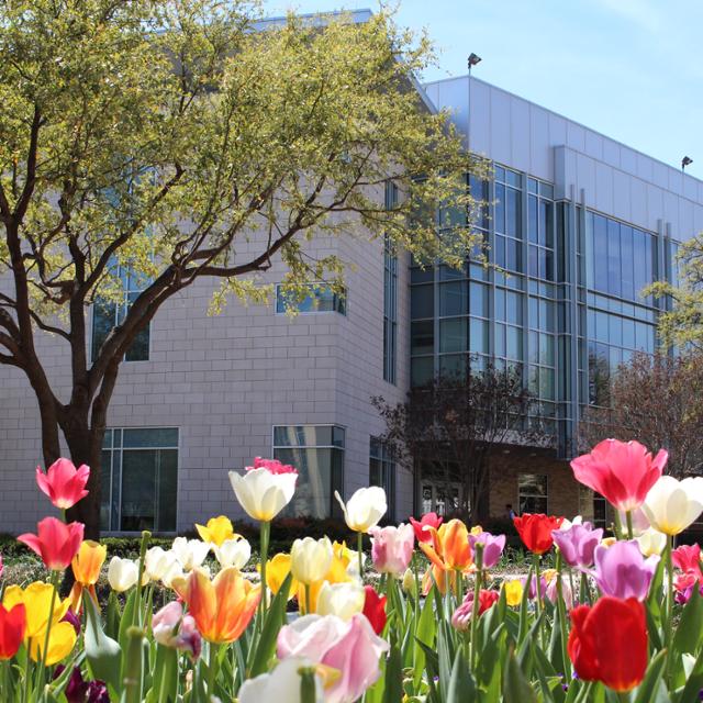 building photo with tulips