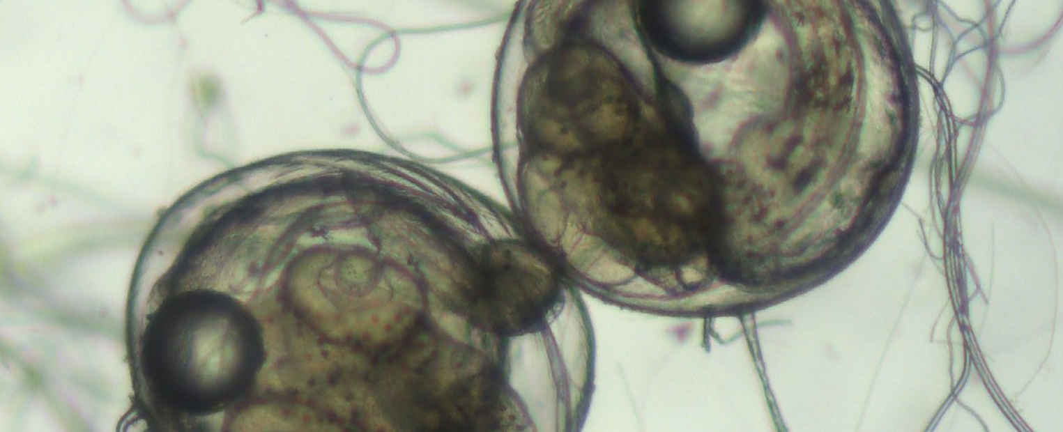 fishembryolarge