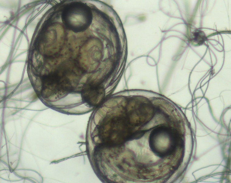 fishembryosmall