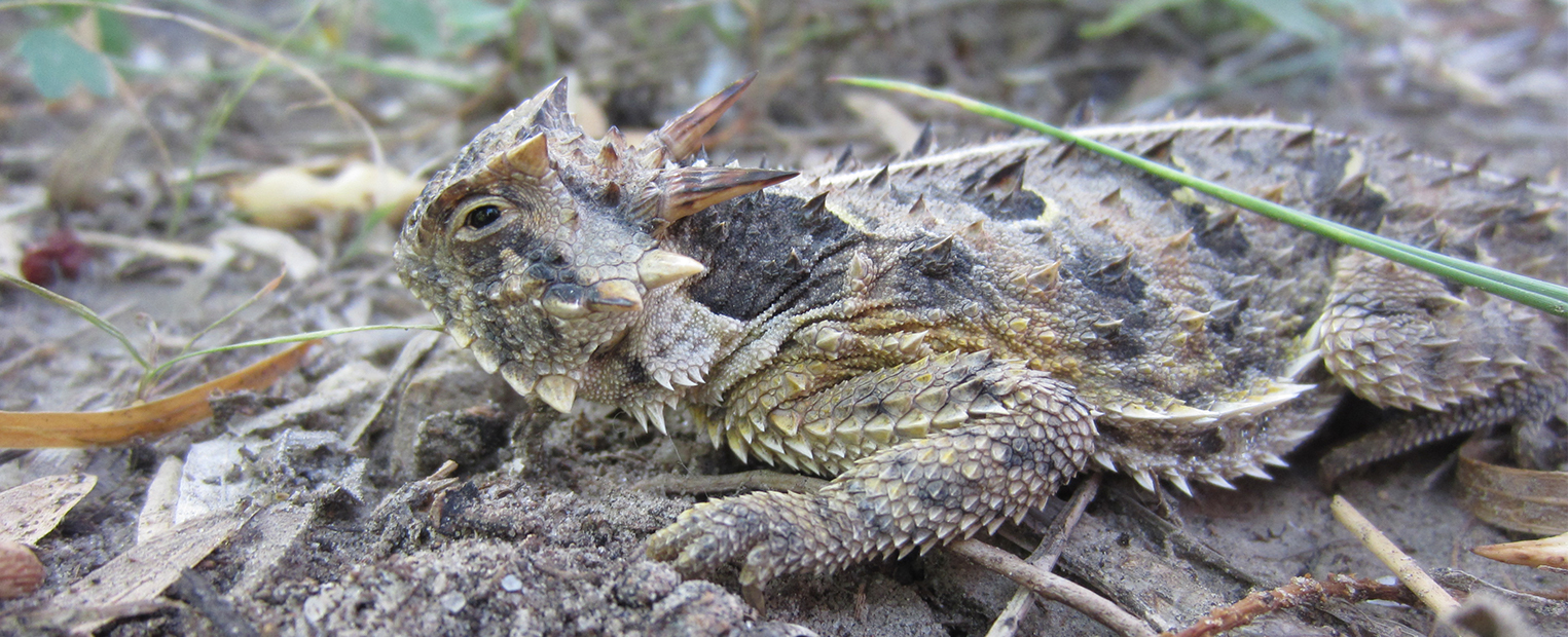 hornedlizardlarge