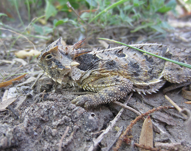 hornedlizardsmall