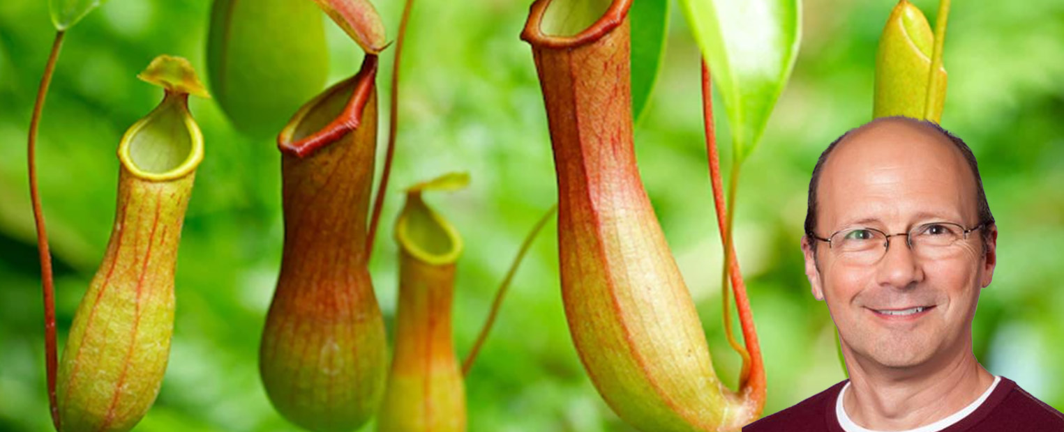 horner-carnivorous-plants-large