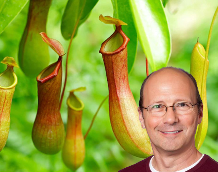 horner-carnivorous-plants-small
