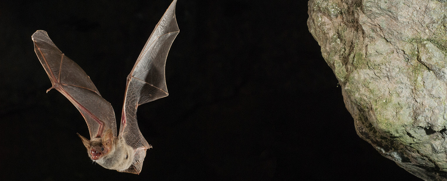 largebat
