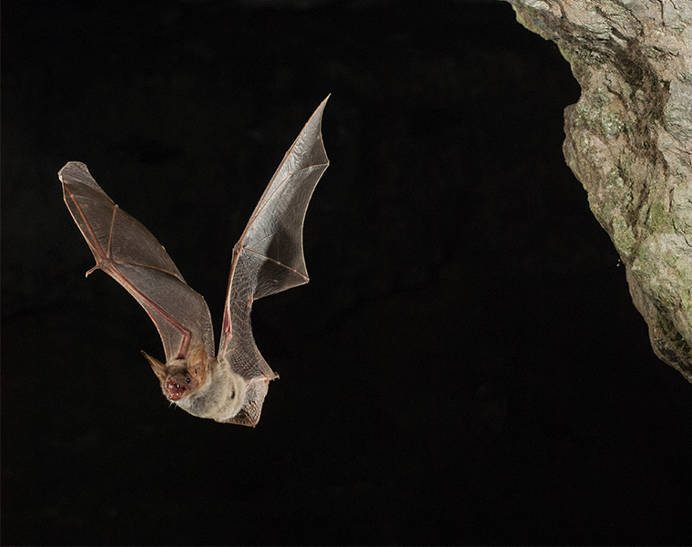 smallbat